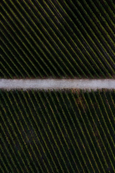 Vista Aérea Das Vinhas Vale Douro Portugal — Fotografia de Stock