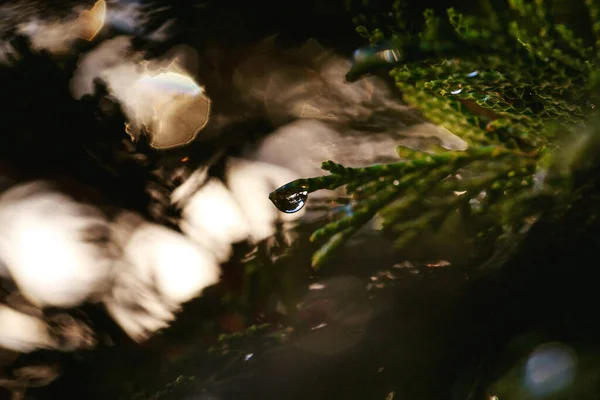 Een Close Shot Van Waterdruppels Thuja Met Artistieke Bokeh Zon — Stockfoto