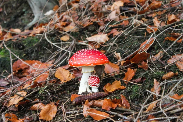 Fim Cogumelo Vermelho Folhas Amarelas Chão — Fotografia de Stock