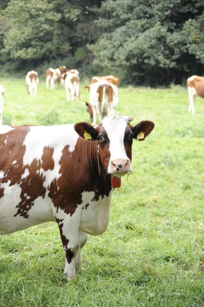 Closeup White Brown Colored Cow Grazing Pasture — Stock Photo, Image