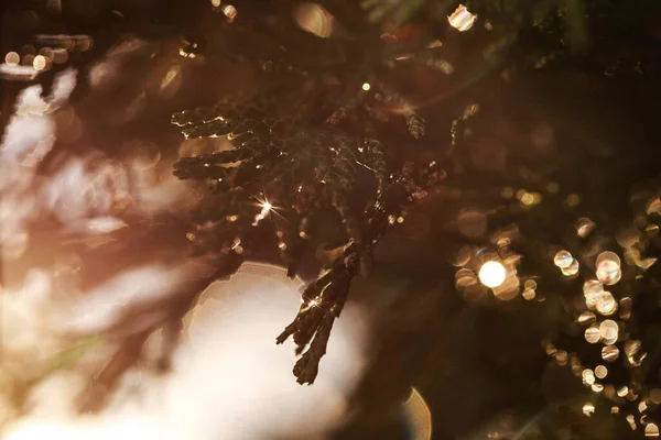 Enfoque Selectivo Gotas Agua Árbol Thuja Con Luces Bokeh — Foto de Stock