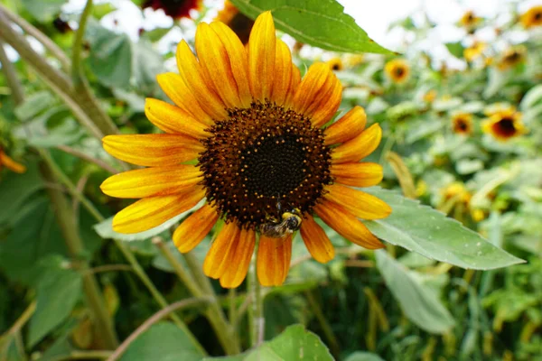 Beautiful Sunflower Field — Stock Photo, Image