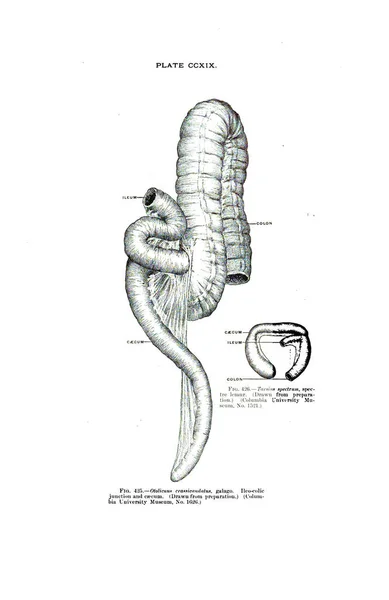 Bir Ders Kitabındaki Yüzyıl Anatomisi Taraması — Stok fotoğraf