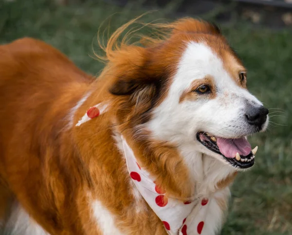 Nahaufnahme Eines Braun Weißen Cromforlander Hundes Der Garten Spielt — Stockfoto