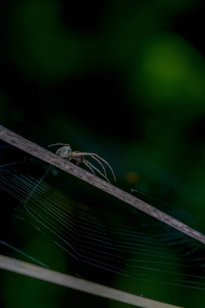 Eine Spinne Auf Einem Spinnnetz Auf Verschwommenem Hintergrund — Stockfoto