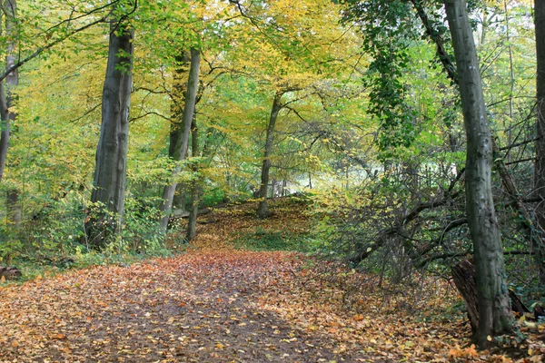 Vacker Natur Hösten Skogen Gräsväg Staket Fältet — Stockfoto