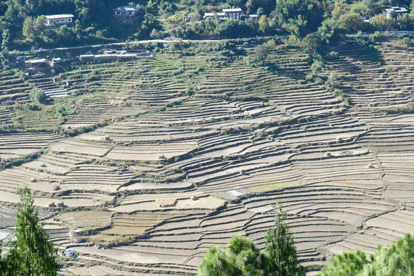 Una Hermosa Vista Los Arrozales Cosechados Bután — Foto de Stock