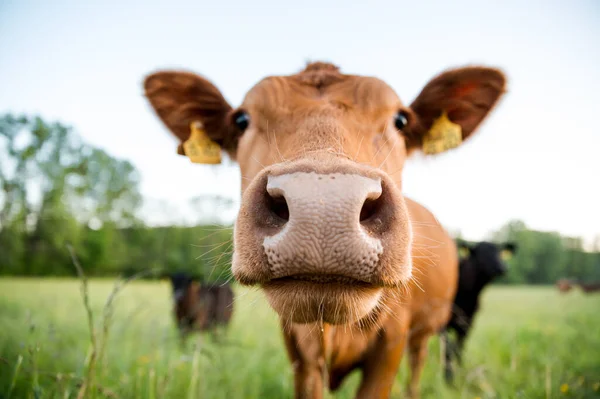 Gros Plan Nez Une Jeune Vache Dans Champ Herbeux — Photo