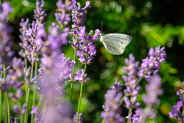 Papillon Blanc Chou Une Fleur Lavande Pourpre — Photo