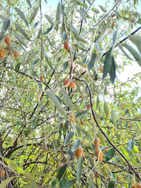 Shot Branches Tree Fruits — Stock Photo, Image