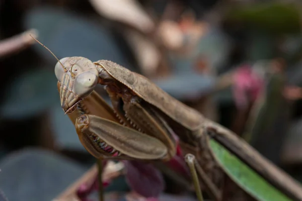 一只蜻蜓的宏观图片 其清晰的别针武器和模糊的背景 — 图库照片
