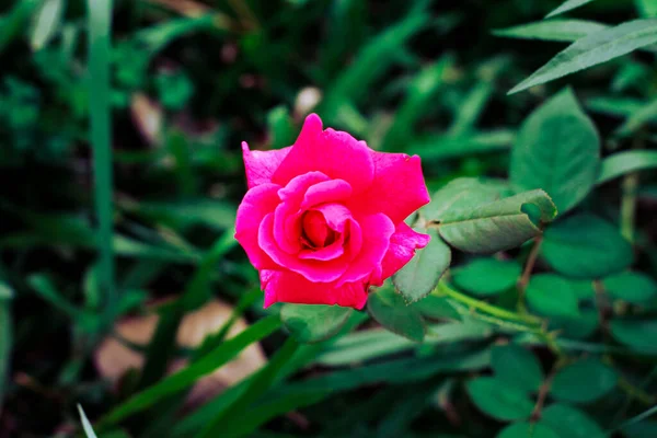 Крупним Планом Знімок Квітучої Яскраво Рожевої Троянди — стокове фото