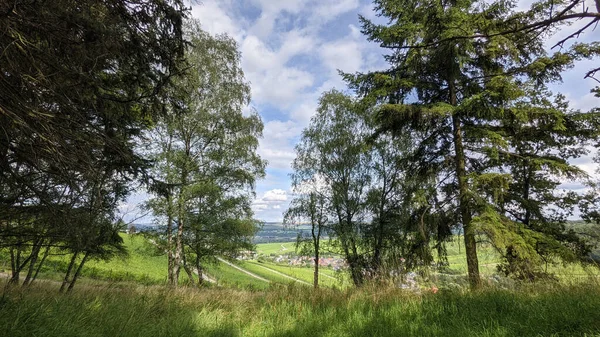 Ein Schöner Blick Auf Große Bäume Unter Blauem Himmel — Stockfoto