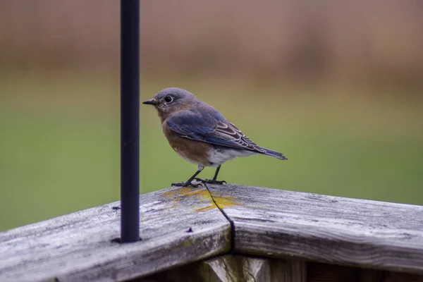 Närbild Eastern Bluebird Uppe Ett Trästaket Ett Fält Med Suddig — Stockfoto