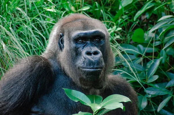 Natural View Gorilla Zoo — Stock Photo, Image