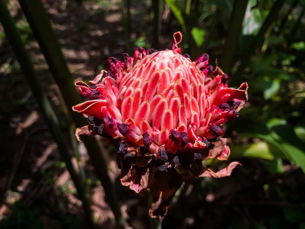 Primer Plano Una Flor Etlingera Creciendo Naturaleza — Foto de Stock