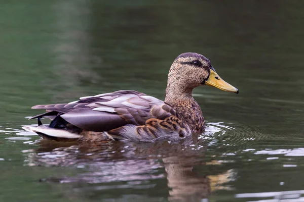 池の中を泳ぐカモ — ストック写真