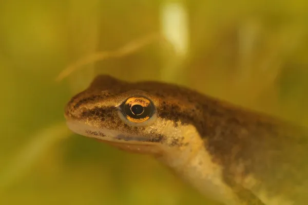 Close Een Vrouwelijke Gemeenschappelijke Gladde Salamander Lissotriton Vulgaris Tegen Een — Stockfoto