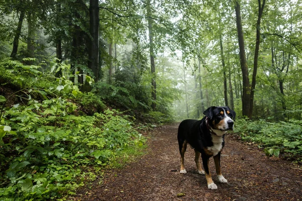 Ein Hund Auf Einem Waldweg Einem Nebligen Tag — Stockfoto