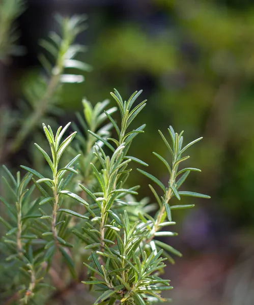 ロメロの垂直の浅い焦点ショット 芳香のある常緑針状の葉を持つローズマリー — ストック写真