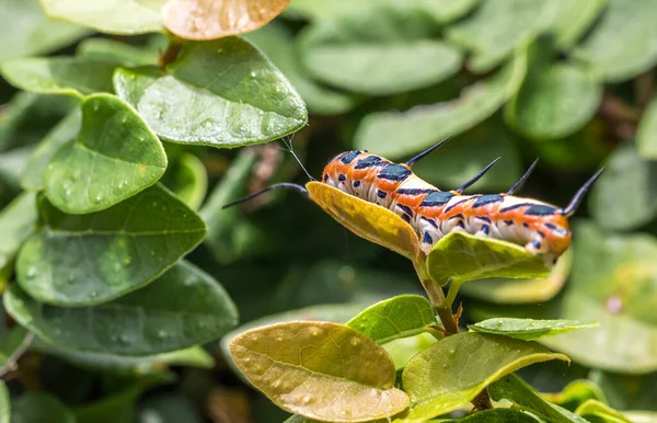Closeup Shot Caterpillar — Stock Photo, Image