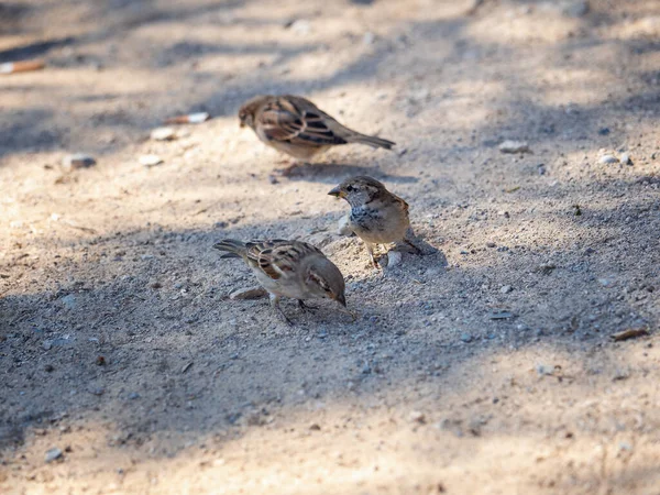 Een Selectieve Focus Shot Van Mussen Grond — Stockfoto