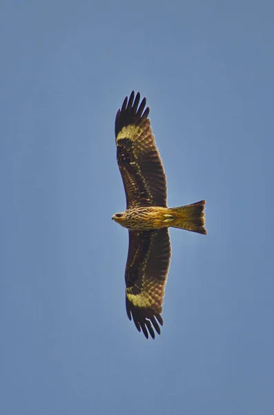 Várias Aves Rapina Águias Falcões Falcões — Fotografia de Stock