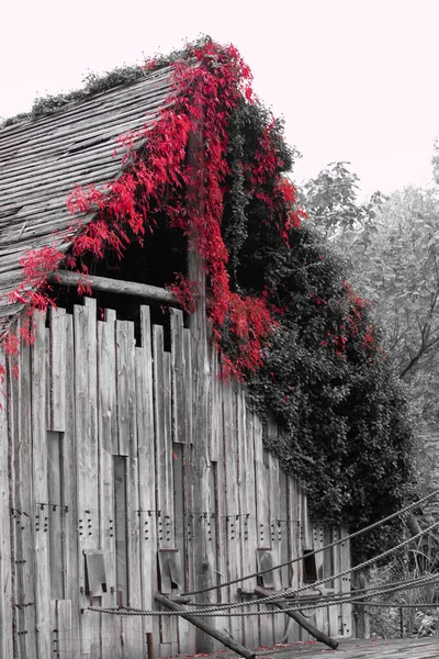 Plano Vertical Una Antigua Cabaña Madera Rodeada Árboles —  Fotos de Stock