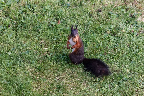 Ein Süßes Eichhörnchen Mit Einer Walnuss Auf Einem Feld — Stockfoto