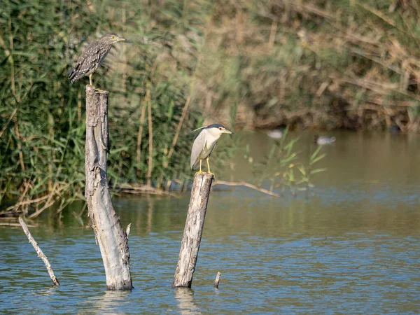 Tiro Foco Seletivo Garças Noturnas Empoleiradas Pilares Madeira Uma Lagoa — Fotografia de Stock