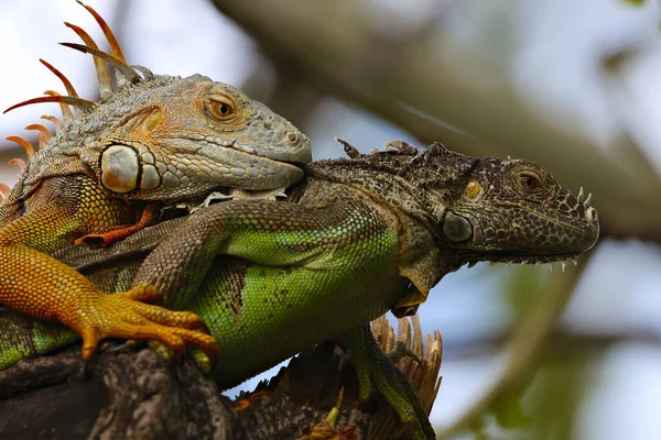 Primer Plano Iguanas Apareándose Bosque Bajo Luz Del Sol Con — Foto de Stock