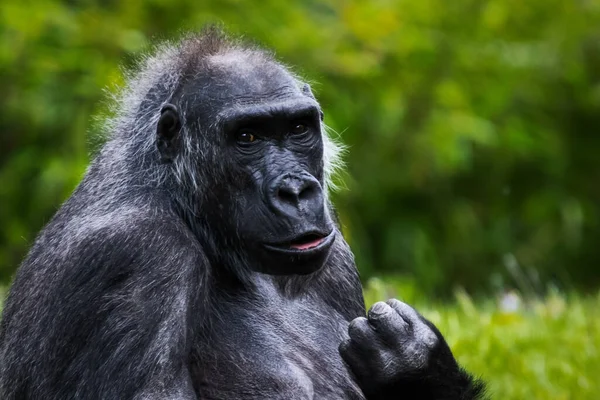 Gorila Fêmea Com Fundo Borrado — Fotografia de Stock