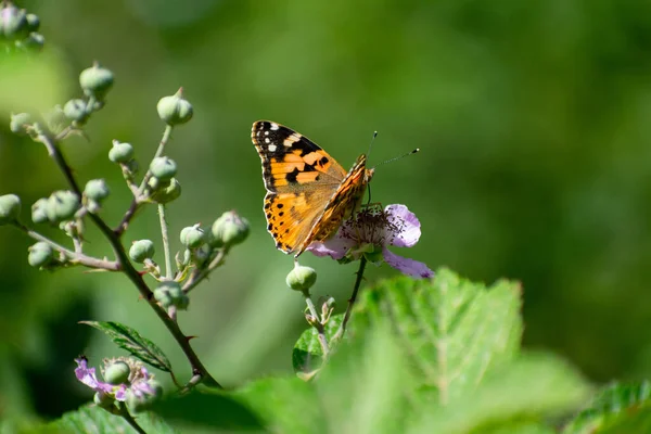 Gros Plan Une Dame Peinte Vanessa Cardui Nourrissant Une Fleur — Photo