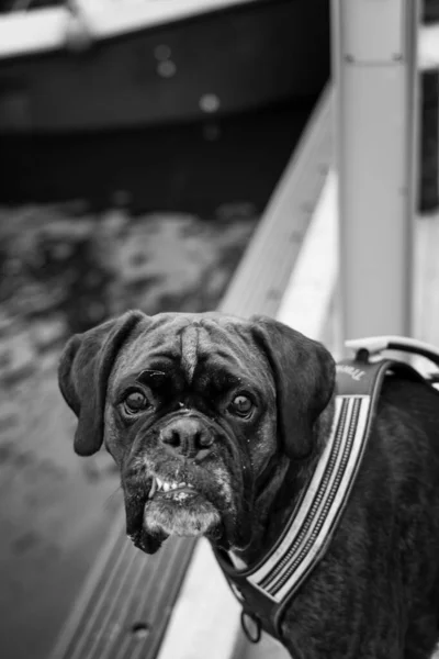 Μια Διαβαθμίσεις Του Γκρι Ενός Μαύρου Σκύλου Μποξέρ Ένα Πάρκο — Φωτογραφία Αρχείου