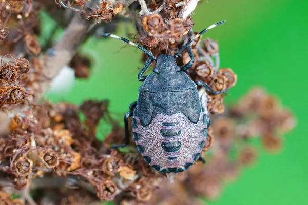 Närbild Nymf Fläckiga Shieldbug Rhaphigaster Nebulosa Trädgården — Stockfoto