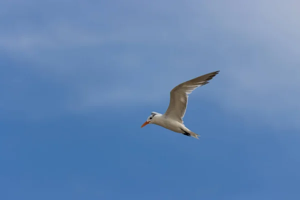 Vue Sterne Enneigée Volant Dans Ciel — Photo