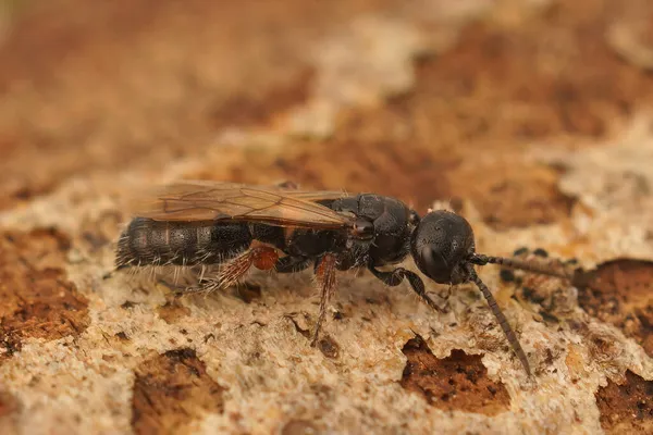 Detailed Closeup Beetle Killing Wasp Common Tiphiid Wasp Tiphia Femorata — Stock Photo, Image