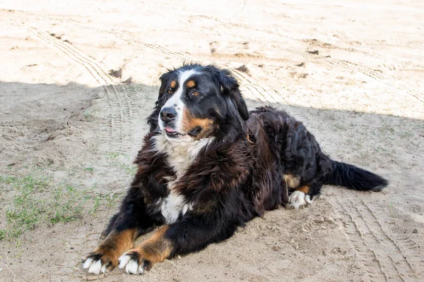 ベルネーゼ山犬のクローズアップ屋外 — ストック写真