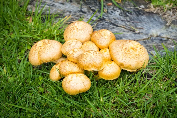 Vista Dos Cogumelos Espetaculares Rustgill Gymnopilus Junonius — Fotografia de Stock