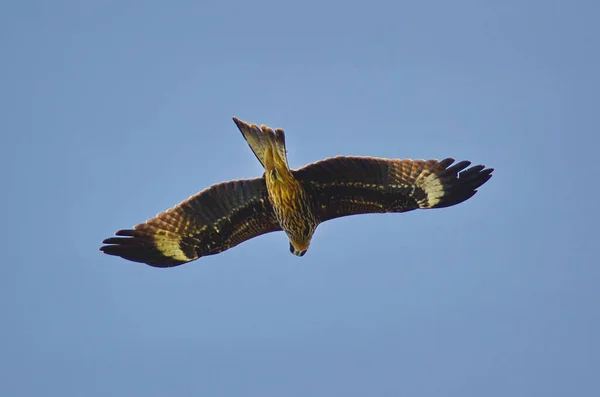 Divers Oiseaux Proie Aigles Faucons Faucons — Photo