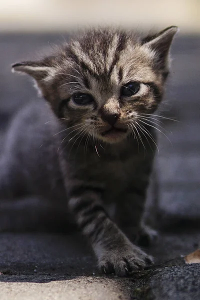 一只可爱的小猫在街上的垂直镜头 — 图库照片