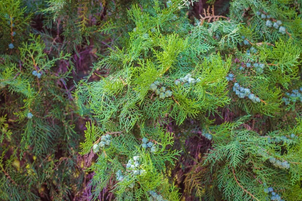 Eine Nahaufnahme Von Leuchtend Grünen Büschen Einem Park — Stockfoto