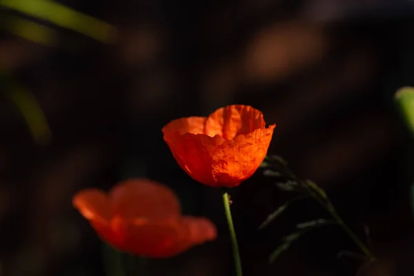 Flor Amapola Subfamilia Papaveroideae — Foto de Stock