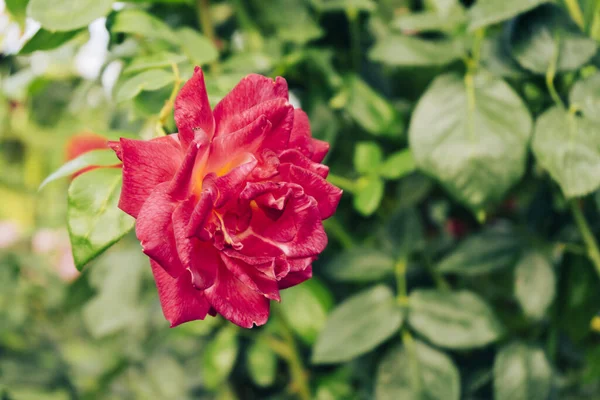 Primer Plano Una Delicada Rosa Roja Creciendo Jardín — Foto de Stock