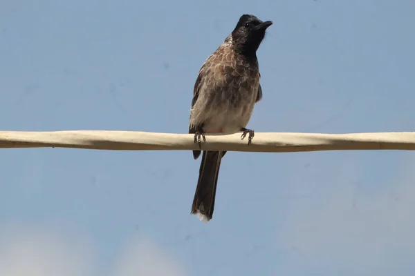 Close Shot Red Vented Bulbul Sitting Cable Sunny Day — Stock Photo, Image