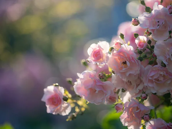 Ένα Κοντινό Πλάνο Από Χαρούμενα Λουλούδια Απαλά Ροζ Πέταλα Κάτω — Φωτογραφία Αρχείου