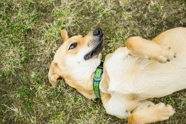 Närbild Söt Hund Som Ligger Gräset — Stockfoto