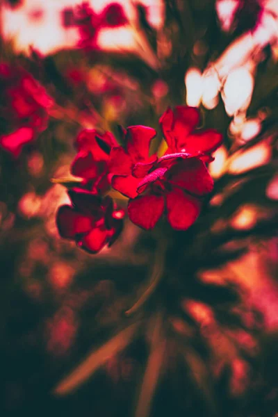 Vertikální Záběr Červenou Květinu — Stock fotografie