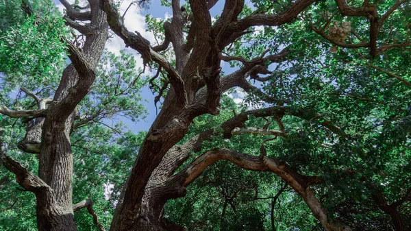 Ormanda Güzel Bir Yol Manzarası Uzun Ağaçlar — Stok fotoğraf