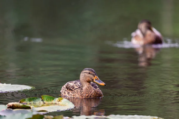 Canard Nageant Dans Étang — Photo